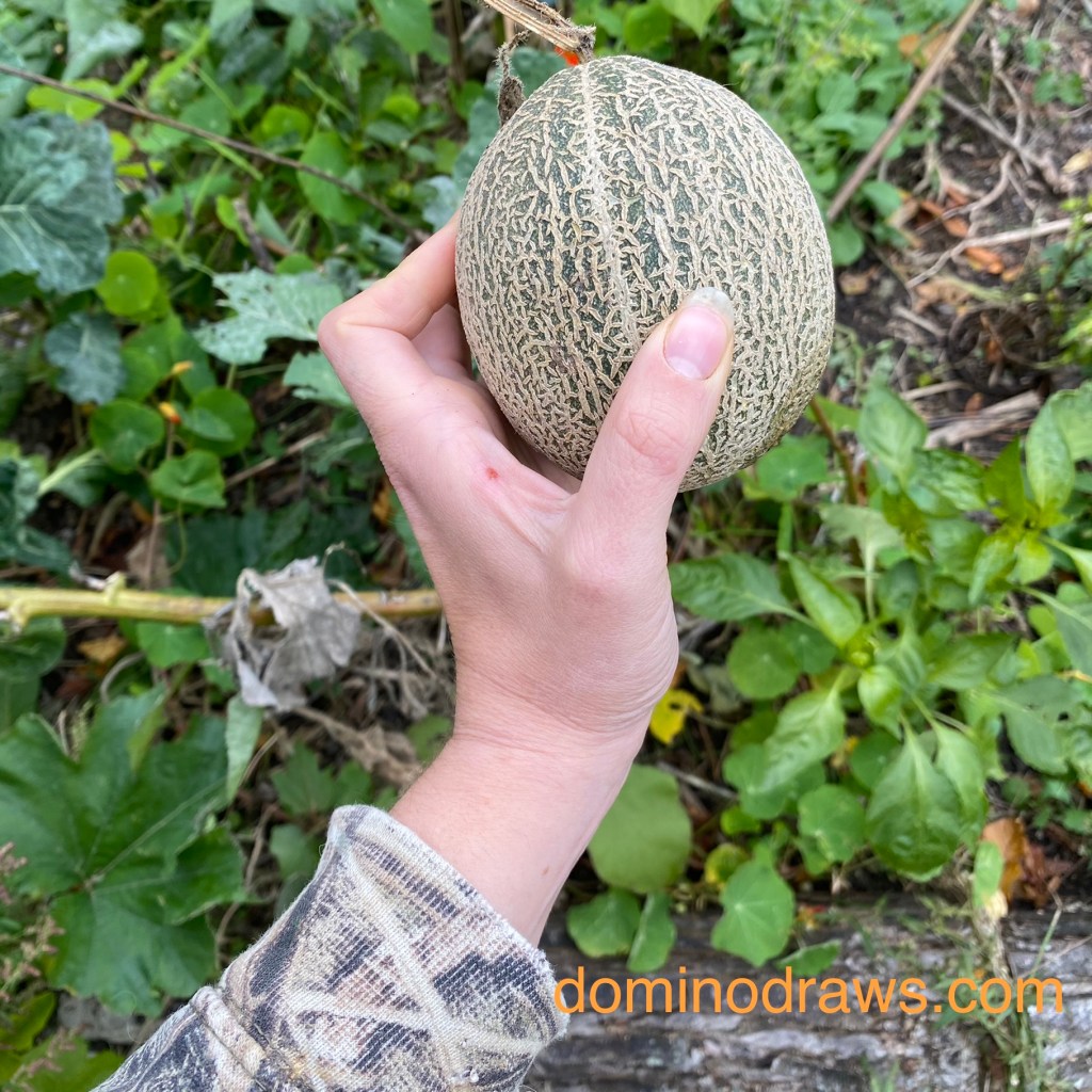 Harvest’s End, More Fungi, and an&nbsp;Update