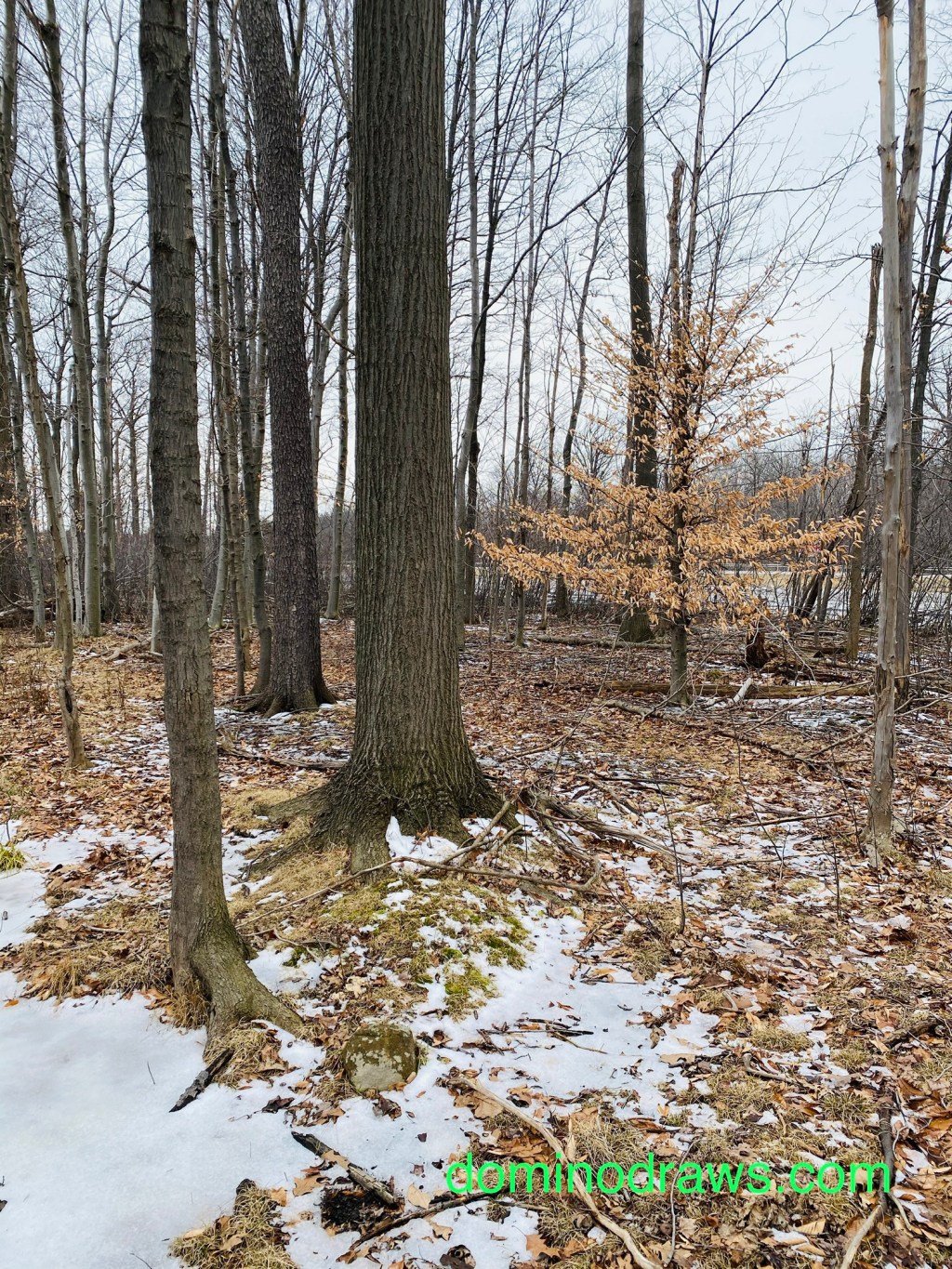 Scavenger’s Helper